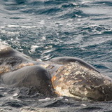 Peninsula Valdes - Whale